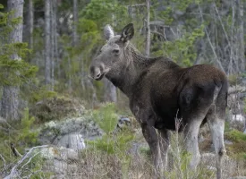 Elg som står i skogen.