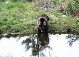 En brunbjørn som drikker vann i Dalarnas natur.