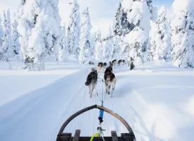 Mehrere Huskys ziehen einen Schlitten durch den Schnee.