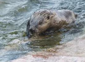 En bever svømmer i vannet i Dalarna.