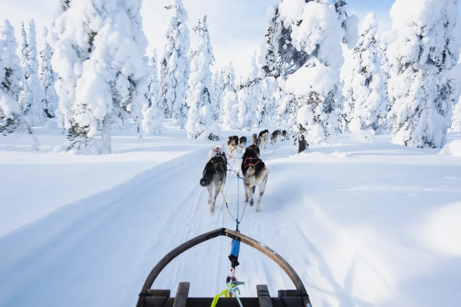 Mehrere Huskys ziehen einen Schlitten durch den Schnee.