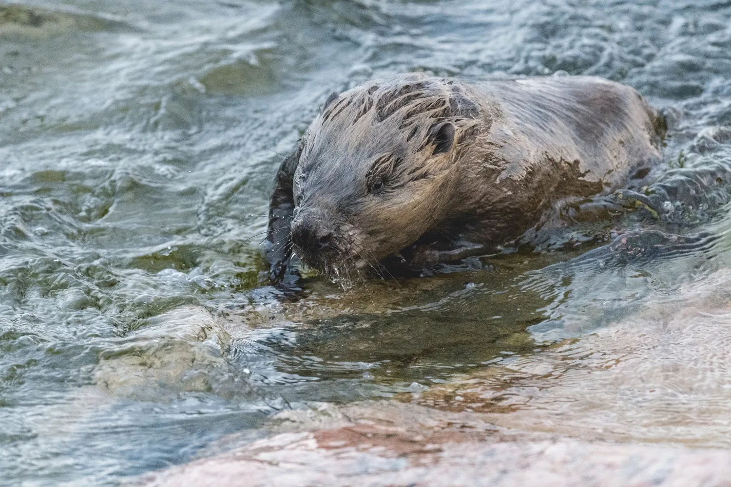 En bever svømmer i vannet i Dalarna.