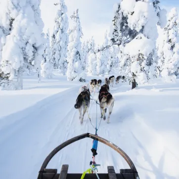 Mehrere Huskys ziehen einen Schlitten durch den Schnee.