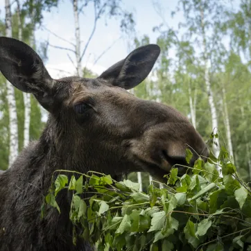 Een eland eet een bos met bladeren.