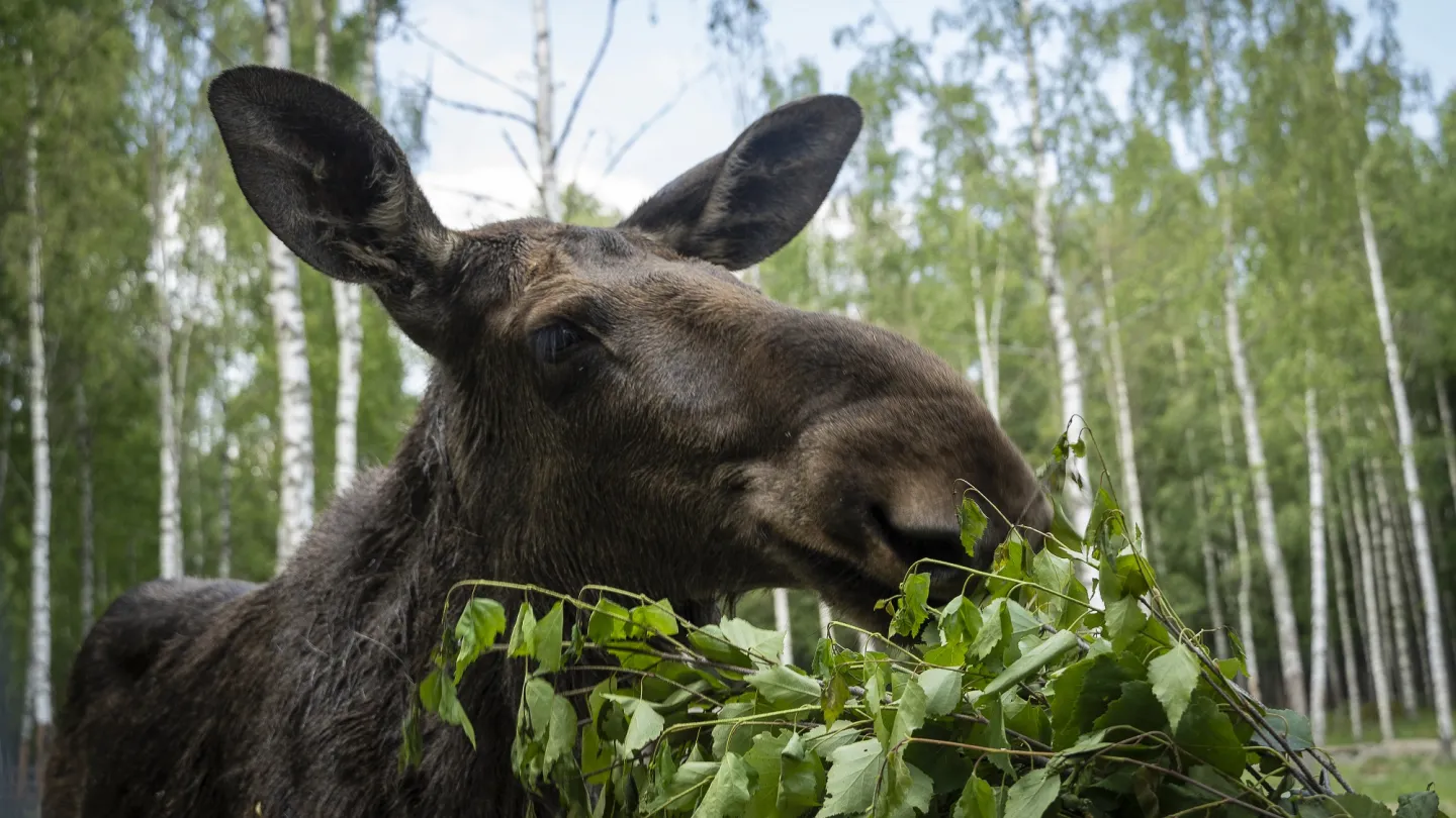 Een eland eet een bos met bladeren.