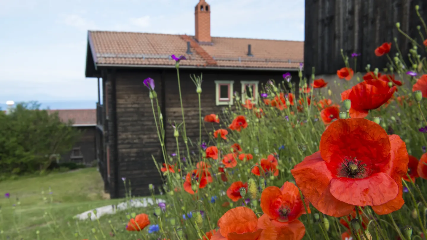 A slope with summer flowers by an old log house.