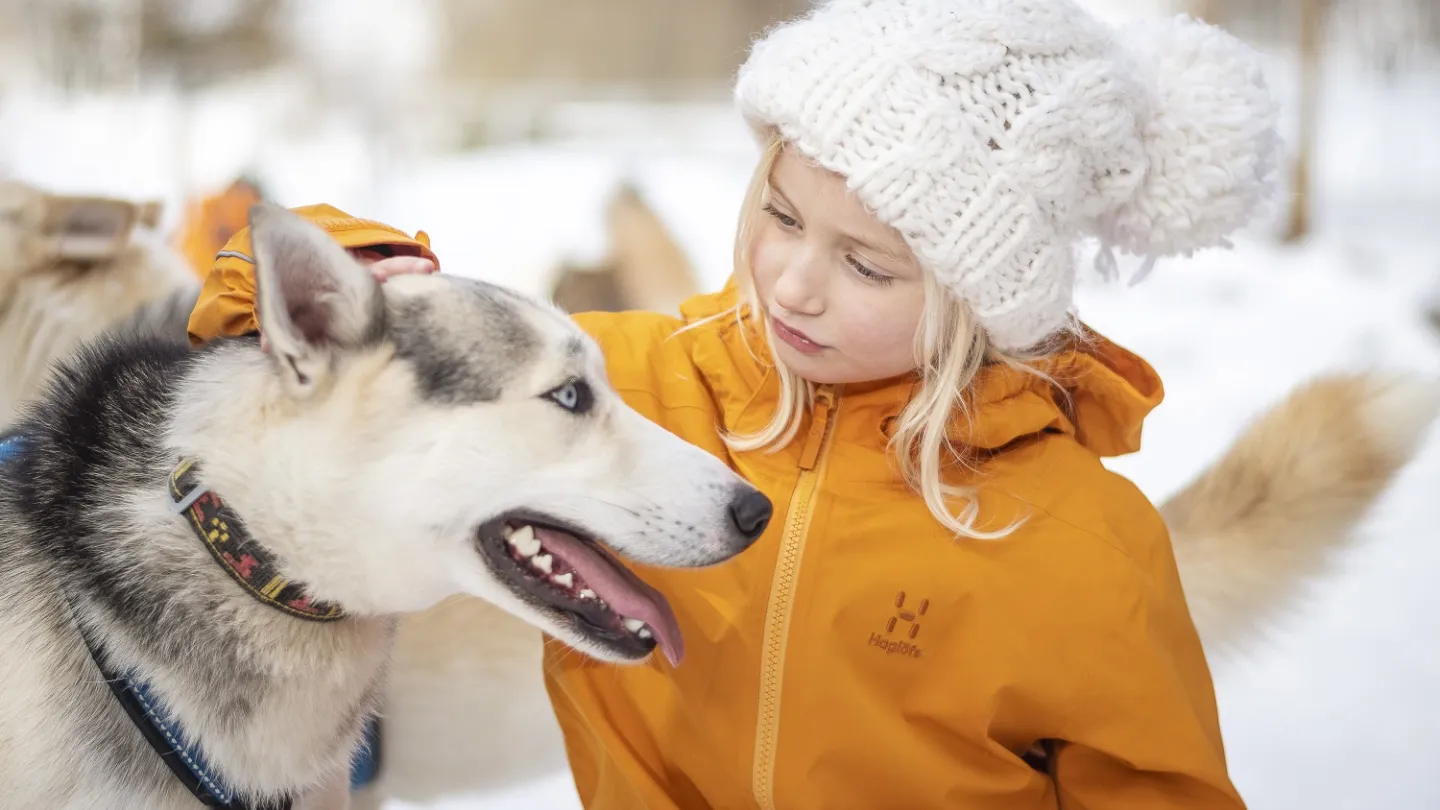 Pige klapper en husky hund.