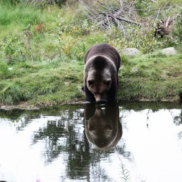 En brunbjørn som drikker vann i Dalarnas natur.